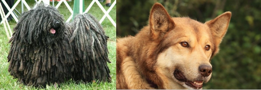 Seppala Siberian Sleddog vs Puli - Breed Comparison