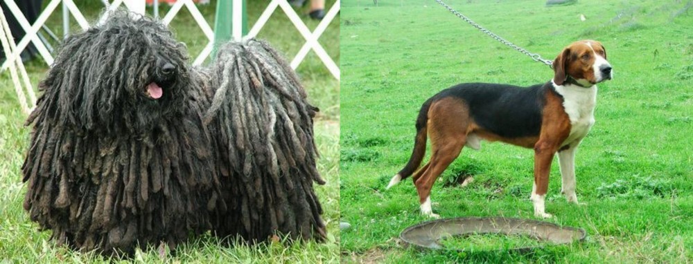 Serbian Tricolour Hound vs Puli - Breed Comparison
