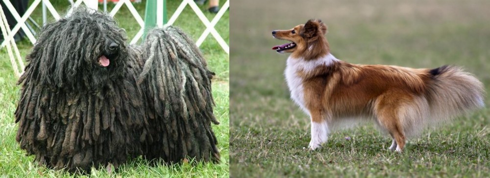 Shetland Sheepdog vs Puli - Breed Comparison