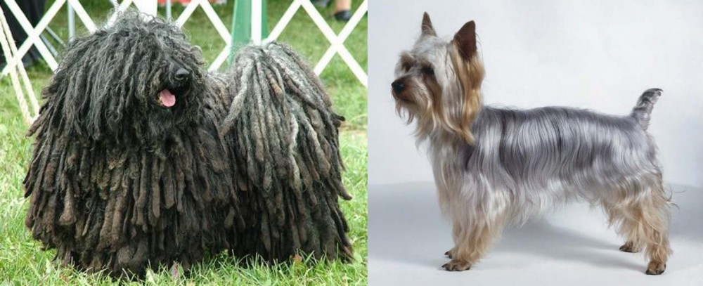 Silky Terrier vs Puli - Breed Comparison