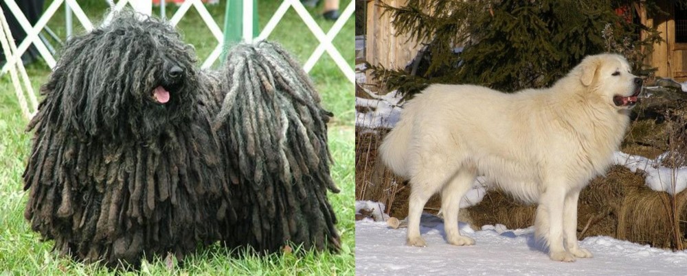 Slovak Cuvac vs Puli - Breed Comparison