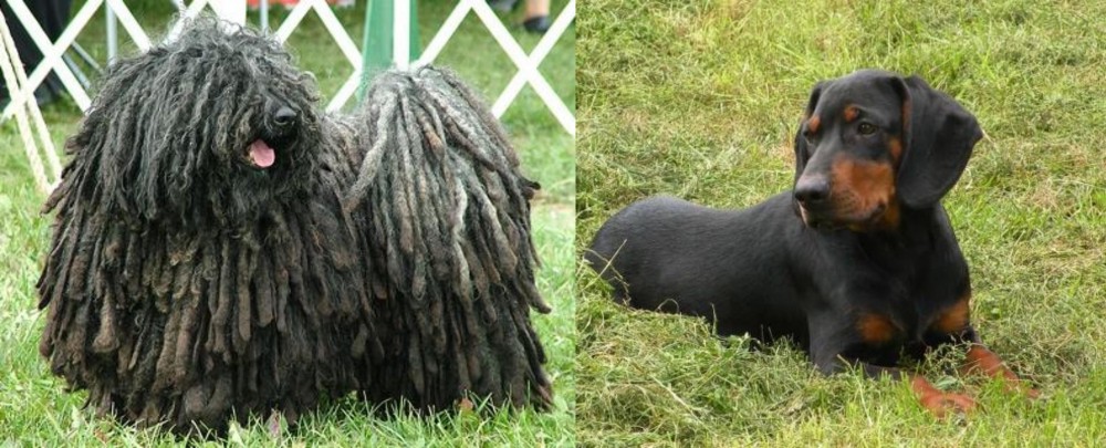 Slovakian Hound vs Puli - Breed Comparison