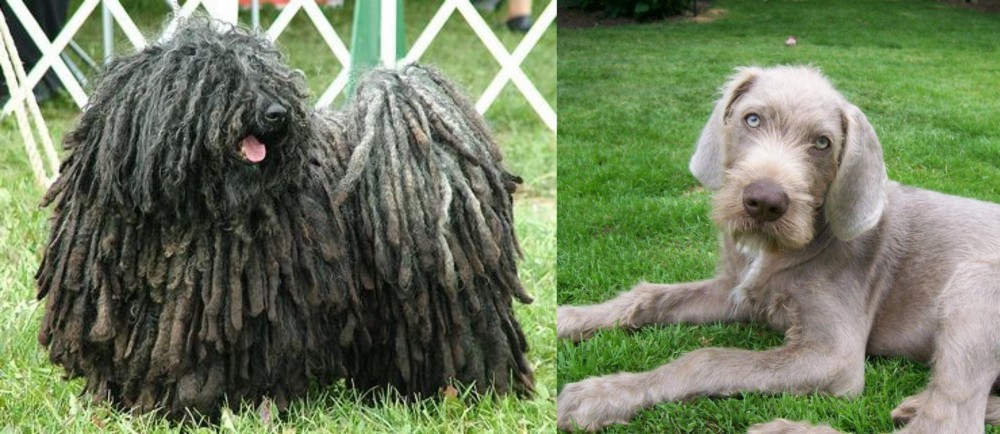 Slovakian Rough Haired Pointer vs Puli - Breed Comparison