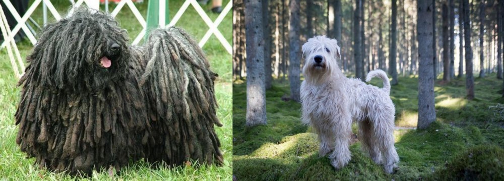 Soft-Coated Wheaten Terrier vs Puli - Breed Comparison
