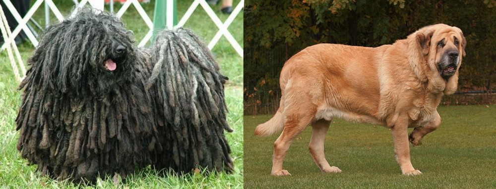 Spanish Mastiff vs Puli - Breed Comparison
