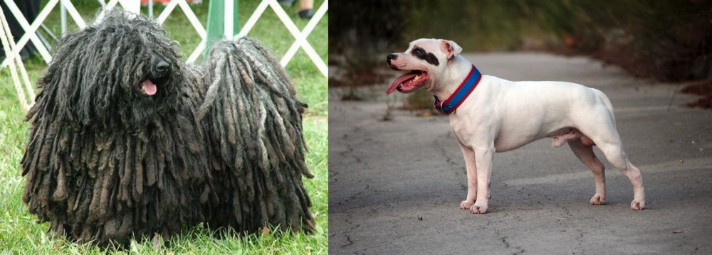 Staffordshire Bull Terrier vs Puli - Breed Comparison
