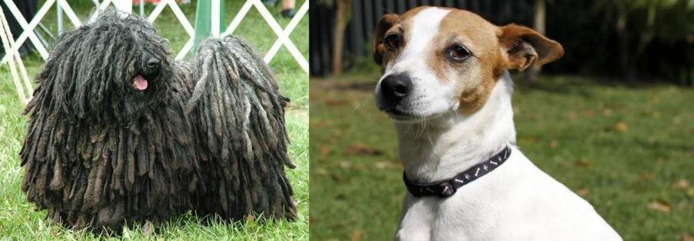 Tenterfield Terrier vs Puli - Breed Comparison