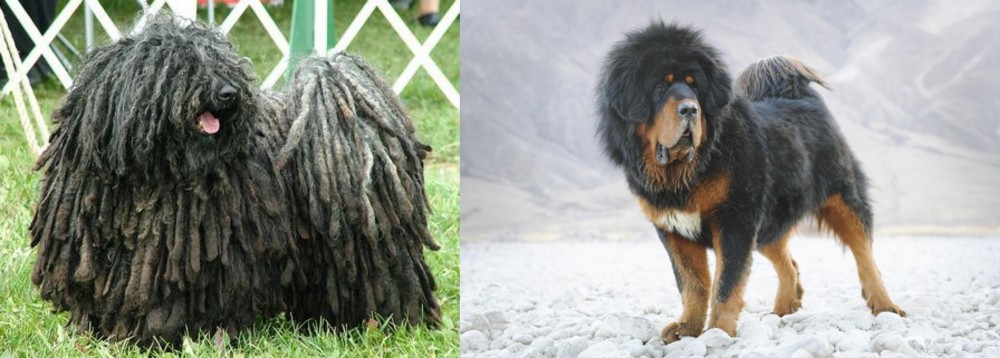 Tibetan Mastiff vs Puli - Breed Comparison