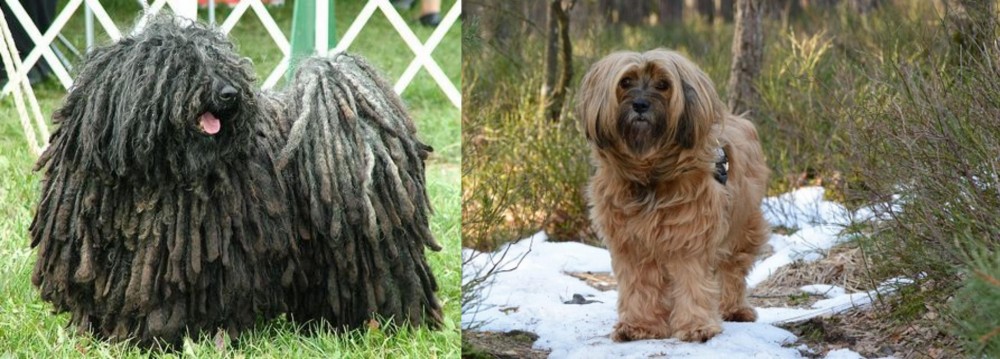 Tibetan Terrier vs Puli - Breed Comparison