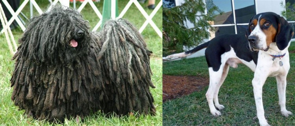 Treeing Walker Coonhound vs Puli - Breed Comparison