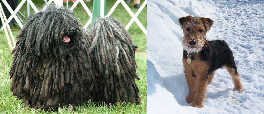 Welsh Terrier vs Puli - Breed Comparison