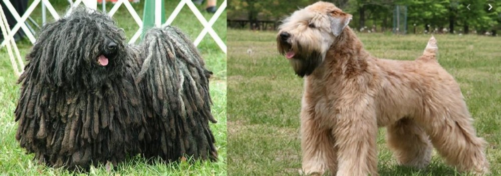Wheaten Terrier vs Puli - Breed Comparison