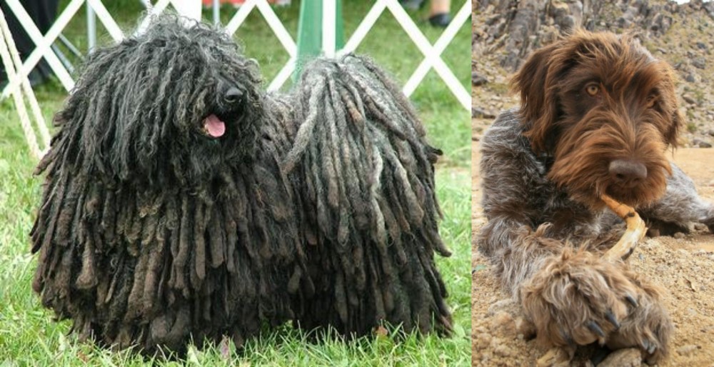 Wirehaired Pointing Griffon vs Puli - Breed Comparison