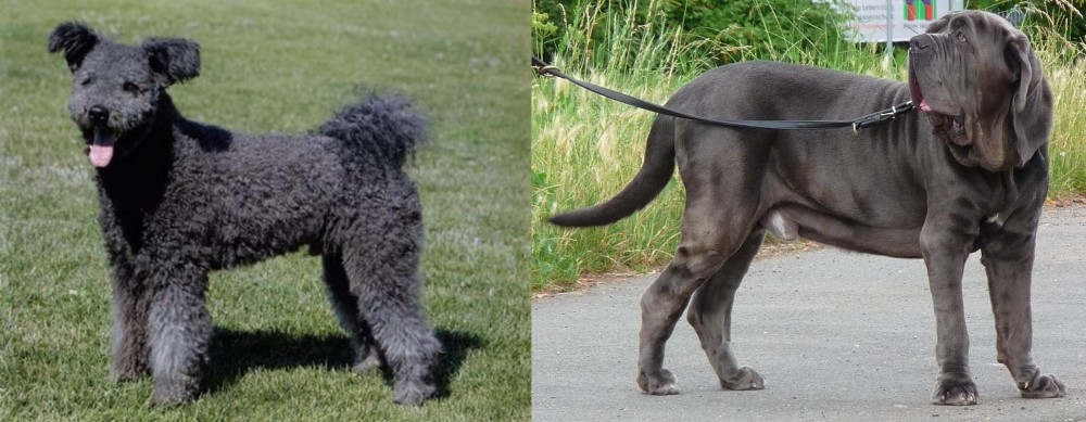 Neapolitan Mastiff vs Pumi - Breed Comparison