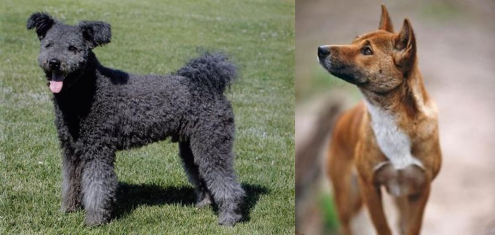 New Guinea Singing Dog vs Pumi - Breed Comparison