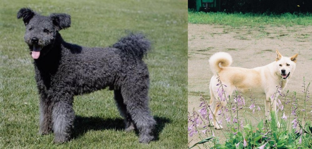 Pungsan Dog vs Pumi - Breed Comparison