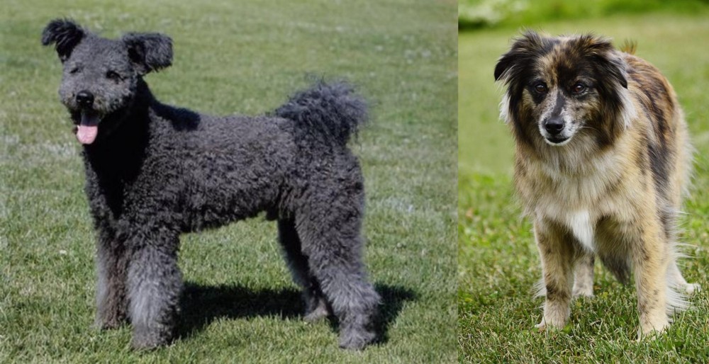 Pyrenean Shepherd vs Pumi - Breed Comparison