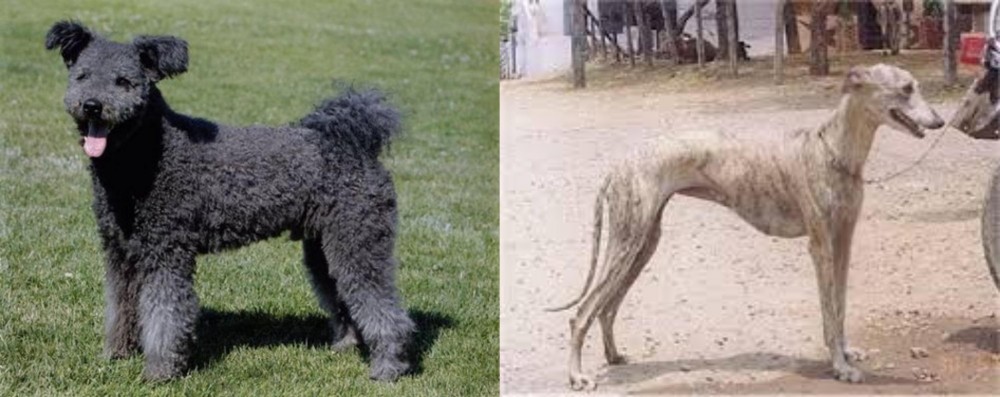 Rampur Greyhound vs Pumi - Breed Comparison
