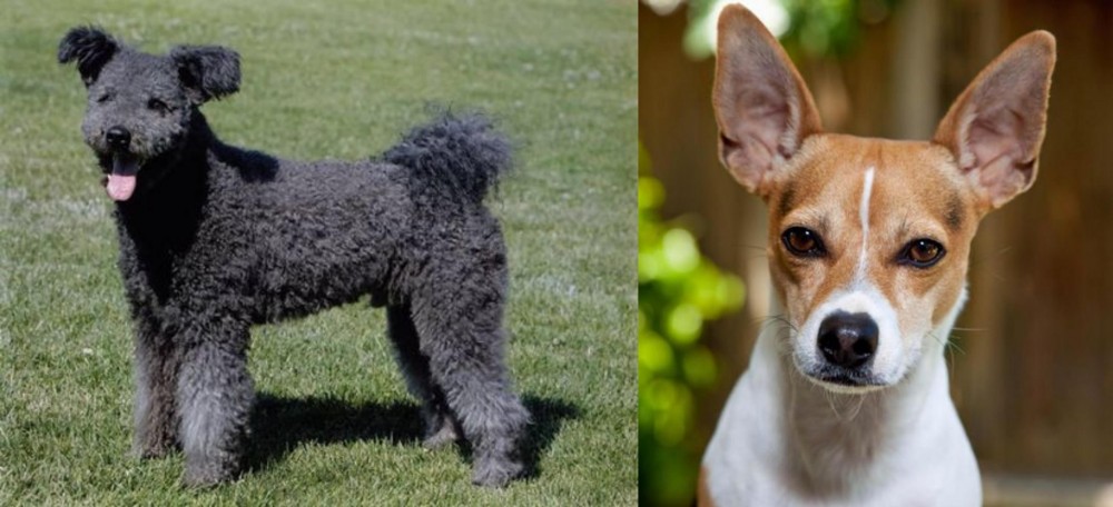 Rat Terrier vs Pumi - Breed Comparison
