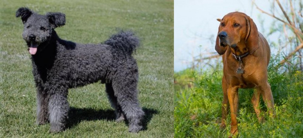 Redbone Coonhound vs Pumi - Breed Comparison