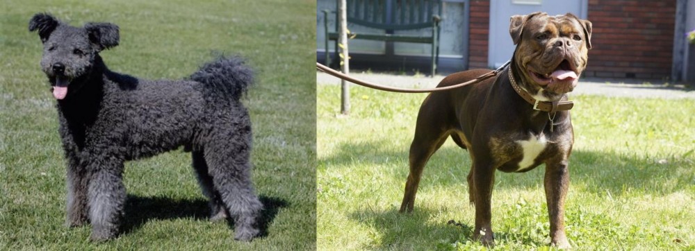 Renascence Bulldogge vs Pumi - Breed Comparison