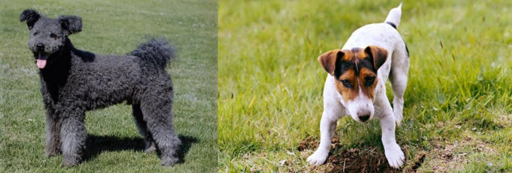 Russell Terrier vs Pumi - Breed Comparison
