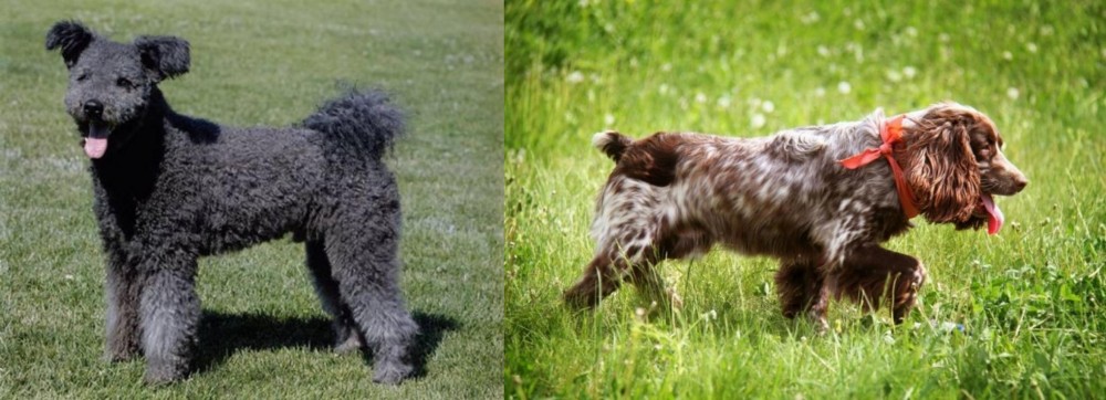 Russian Spaniel vs Pumi - Breed Comparison