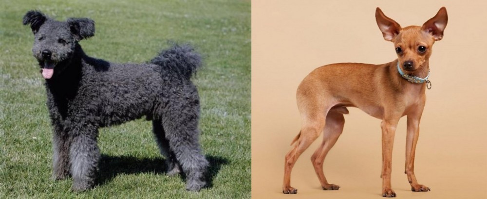 Russian Toy Terrier vs Pumi - Breed Comparison