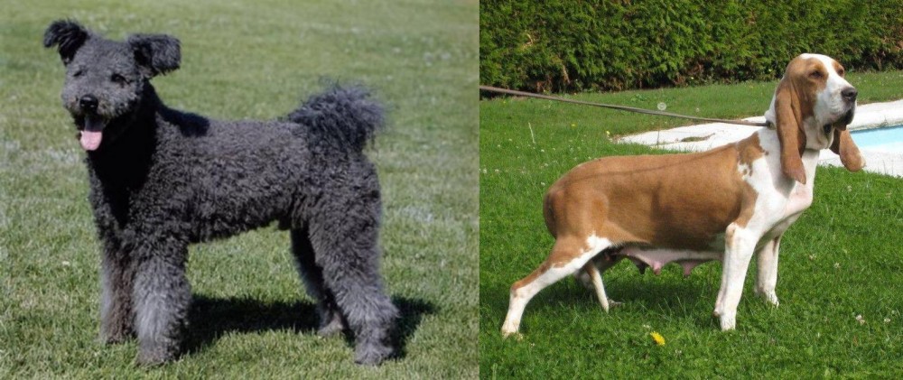Sabueso Espanol vs Pumi - Breed Comparison