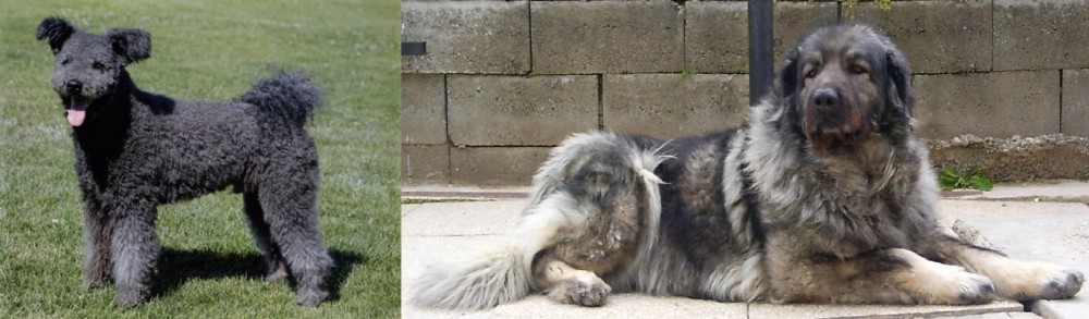 Sarplaninac vs Pumi - Breed Comparison