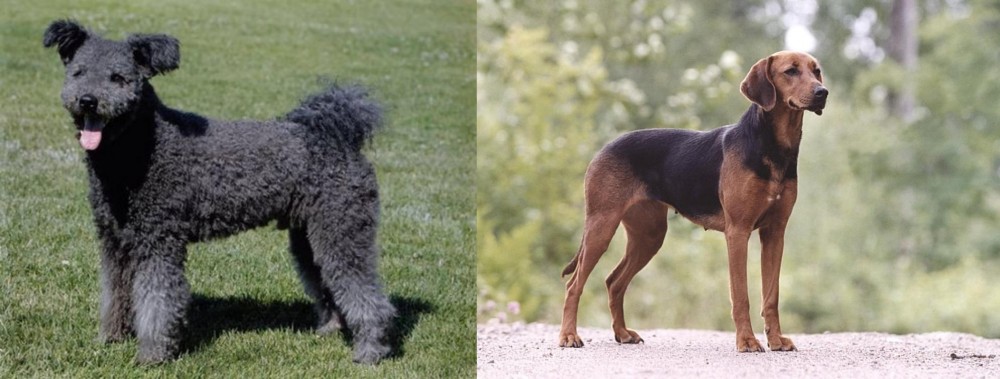 Schillerstovare vs Pumi - Breed Comparison