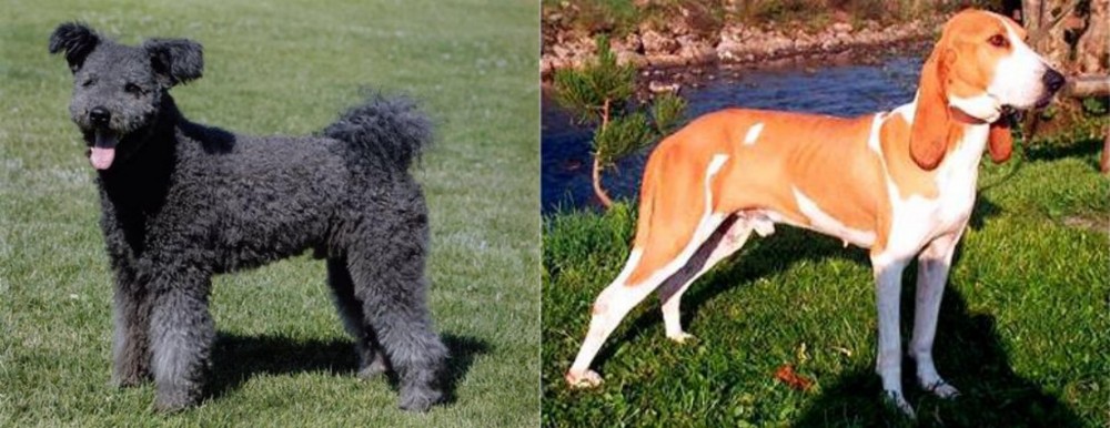 Schweizer Laufhund vs Pumi - Breed Comparison