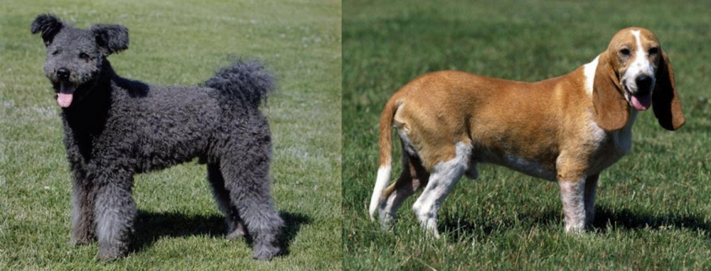 Schweizer Niederlaufhund vs Pumi - Breed Comparison