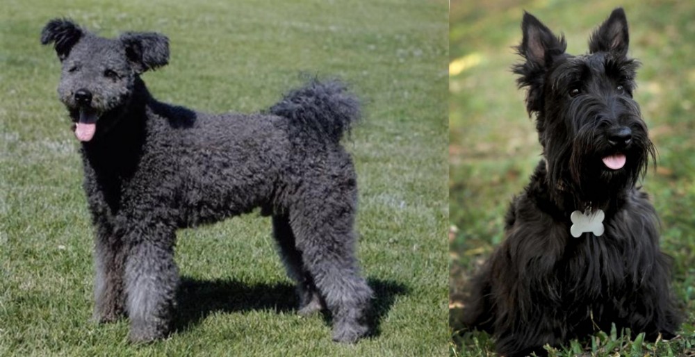 Scoland Terrier vs Pumi - Breed Comparison