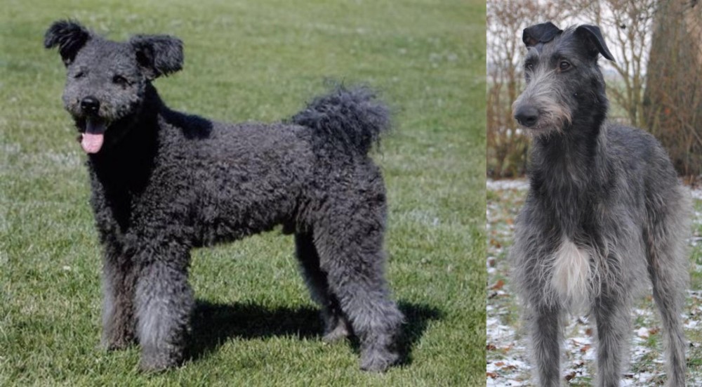 Scottish Deerhound vs Pumi - Breed Comparison