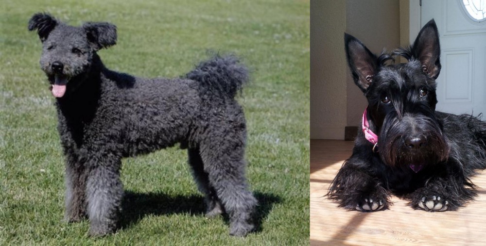 Scottish Terrier vs Pumi - Breed Comparison