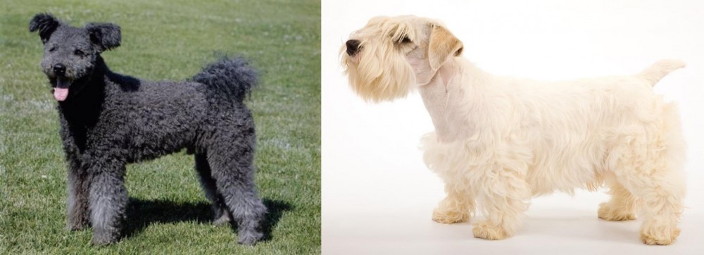 Sealyham Terrier vs Pumi - Breed Comparison