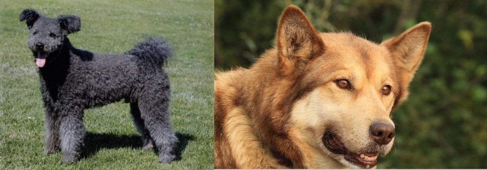 Seppala Siberian Sleddog vs Pumi - Breed Comparison