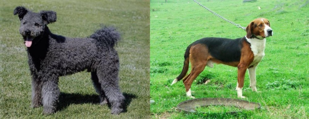 Serbian Tricolour Hound vs Pumi - Breed Comparison