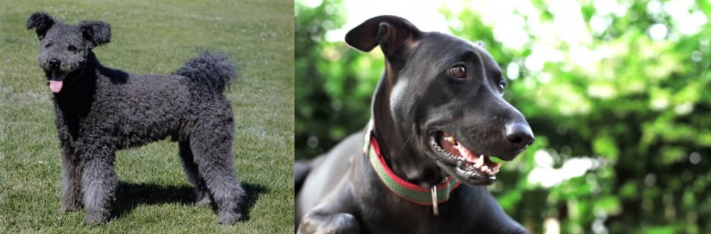 Shepard Labrador vs Pumi - Breed Comparison