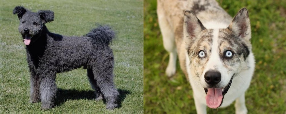 Shepherd Husky vs Pumi - Breed Comparison