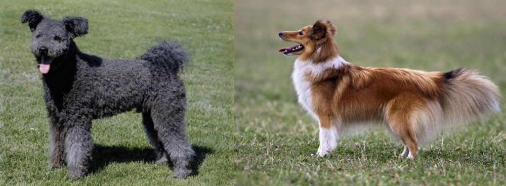 Shetland Sheepdog vs Pumi - Breed Comparison