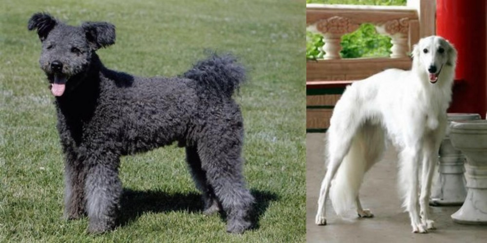 Silken Windhound vs Pumi - Breed Comparison