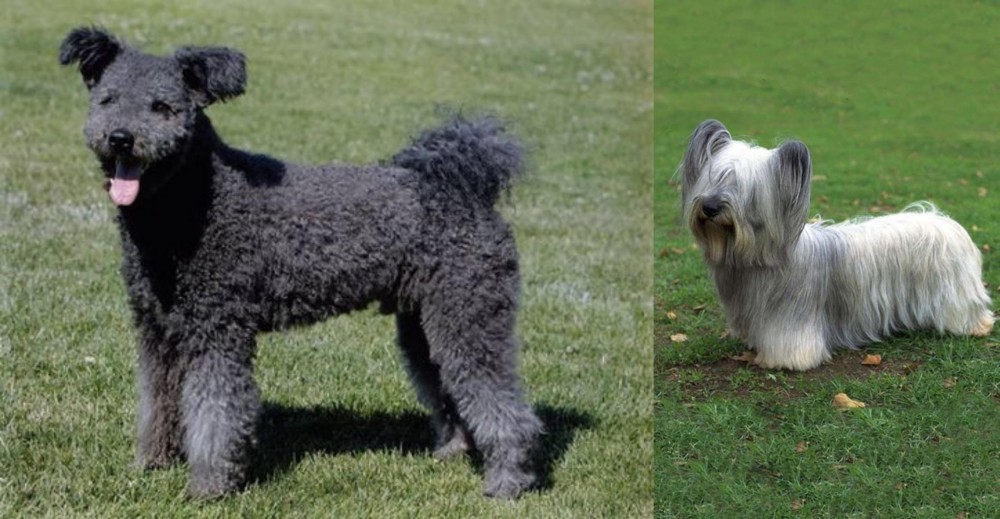 Skye Terrier vs Pumi - Breed Comparison
