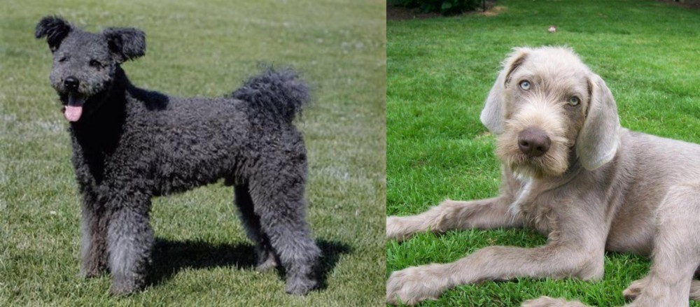 Slovakian Rough Haired Pointer vs Pumi - Breed Comparison