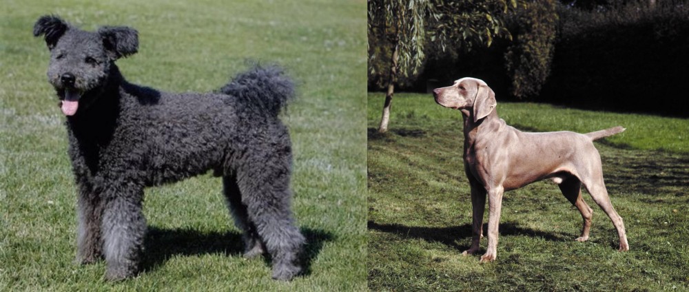 Smooth Haired Weimaraner vs Pumi - Breed Comparison