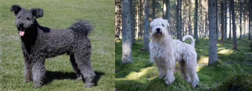 Soft-Coated Wheaten Terrier vs Pumi - Breed Comparison