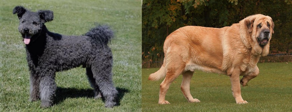 Spanish Mastiff vs Pumi - Breed Comparison