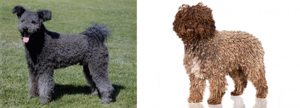 Spanish Water Dog vs Pumi - Breed Comparison