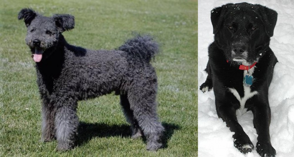 St. John's Water Dog vs Pumi - Breed Comparison